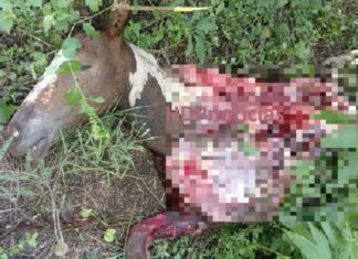 Cuatreros faenaron un caballo en Villa Ángela: vendían “carne de campo” para Navidad