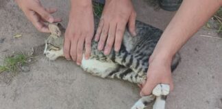 Exagerados: llamaron a los Bomberos para “rescatar” un gato en un baldío