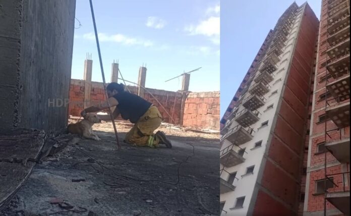 Perro atado en la azotea