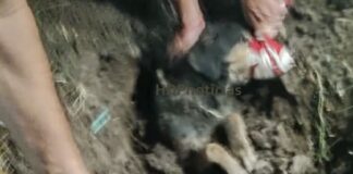 Enterraron un perro vivo en la zona sur de Resistencia