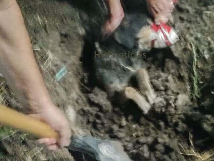 Perro enterrado vivo