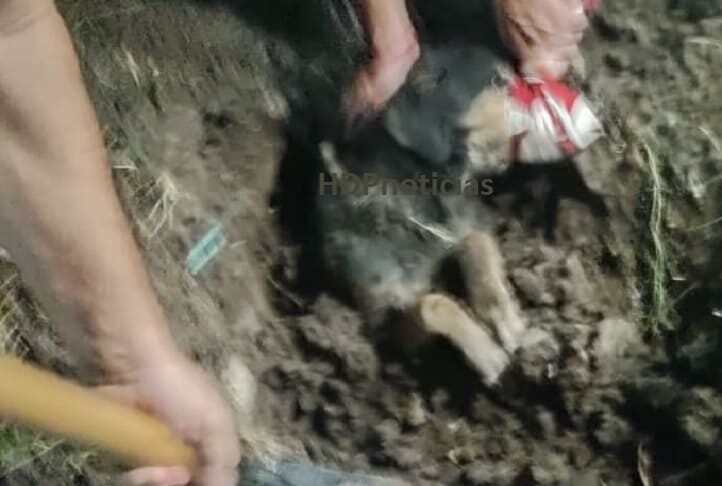 Enterraron un perro vivo en la zona sur de Resistencia