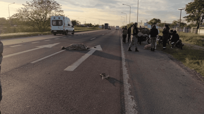 tragedia en la ruta 16