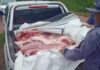 Secuestran 700 kilos de carne de cerdo en Machagai