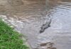 Yacaré salió a nadar en una calle inundada por la lluvia en Resistencia