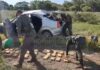 Narcos perseguidos por Gendarmería volcaron y perdieron 65 kilos de marihuana