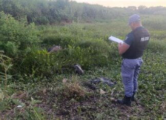 Cuatreros urbanos: robaron un caballo de carrera y lo faenaron en Barranqueras