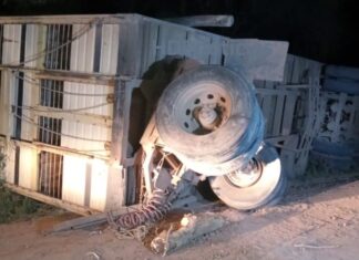 Volcó un camión lleno de vacas en Taco Pozo: 15 murieron y fueron descartadas