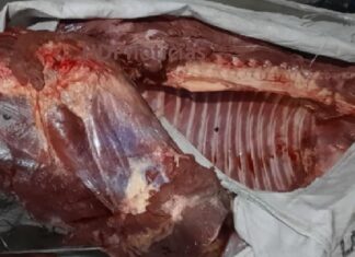 Identificaron al hombre que faenó el caballo y recuperaron la mitad de la carne