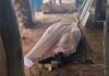 Encontraron muerto a joven productor de Quitilipi