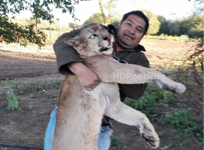 Cazador de puma preso