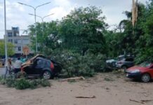 Tremendo rayo cayó en el Pediátrico: derribó un árbol y dañó varios vehículos