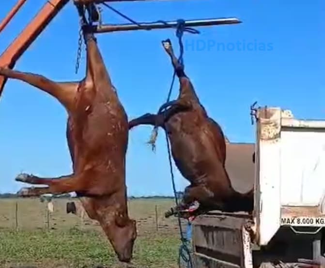 Vacas fulminadas en charata