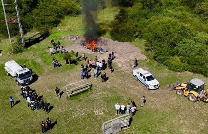 Incineración de droga