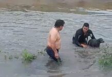 Rescataron a un perro que cayó al canal Soberanía