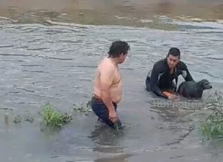 Rescataron a un perro que cayó al canal Soberanía