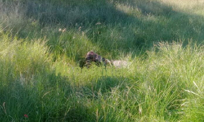 Cadáver en la autovía 16