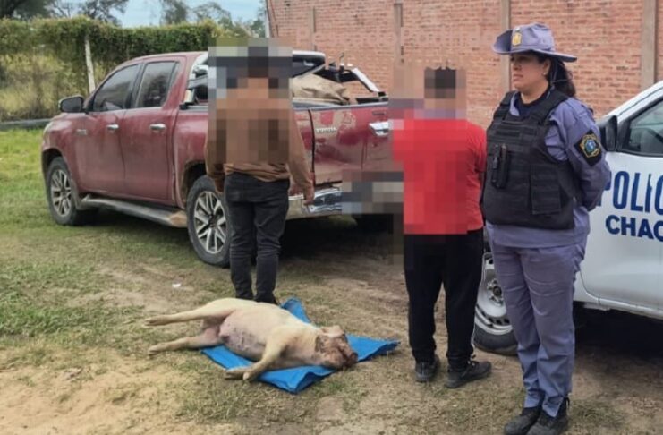 Robaron un chancho: dijeron que fue un accidente y que lo llevaban al veterinario