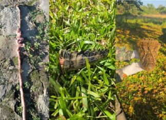 Búsqueda de Axel: revuelo por el hallazgo de restos de un yacaré