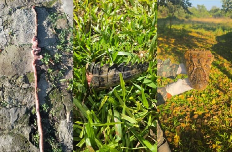 Búsqueda de Axel: revuelo por el hallazgo de restos de un yacaré