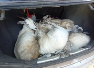 Robó 13 cabras, lo denunciaron y quiso devolverlas pero ya era tarde
