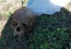 Encontraron un cráneo humano en la vía pública en Quitilipi