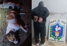 Colgó y mató a garrotazos a sus perros porque atacaban a sus chivos