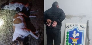 Colgó y mató a garrotazos a sus perros porque atacaban a sus chivos