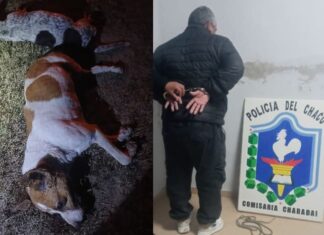 Colgó y mató a garrotazos a sus perros porque atacaban a sus chivos