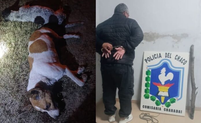 Peros masacrados en Charadai