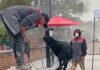 A pesar del clima, nadie falta a la Bienal, ni las mascotas