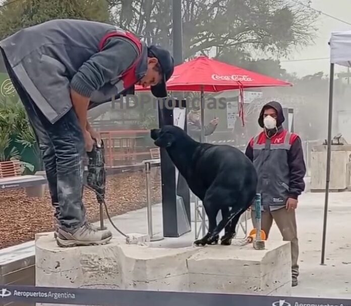 Perro escultor en la Bienal