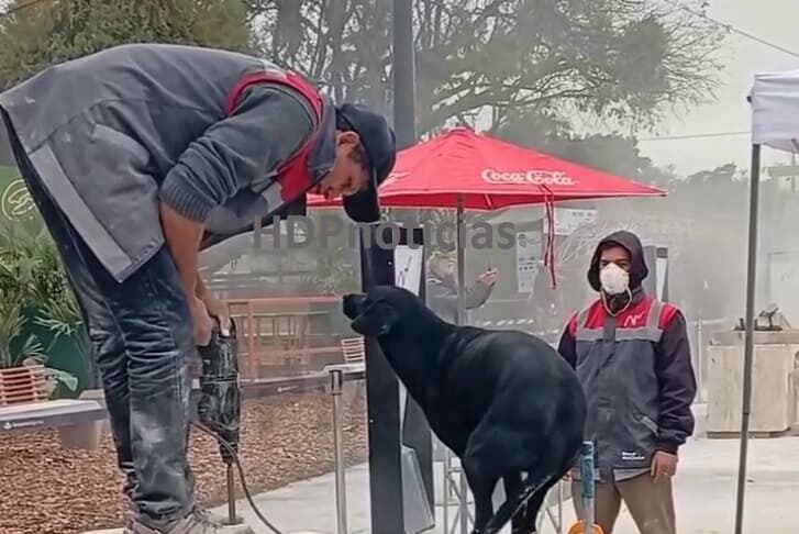 A pesar del clima, nadie falta a la Bienal, ni las mascotas
