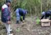 Descubrieron un vivero de marihuana en La Leonesa