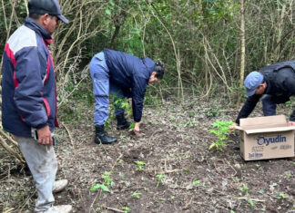 Descubrieron un vivero de marihuana en La Leonesa