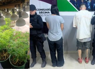 Mandó al frente a su hija y a su yerno: tenían un vivero de marihuana