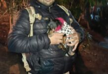 Secuestró a la chihuahua de su expareja y la puso en venta: terminó preso