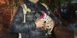 Secuestró a la chihuahua de su expareja y la puso en venta: terminó preso