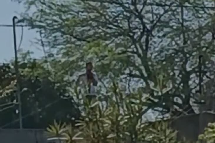 Sáenz Peña: un hombre subió a un árbol y se degolló a la vista de todos