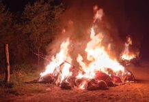 Volcó un camión jaula y murieron 20 vacas: fueron incineradas